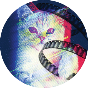 CatVideoFest 2019
